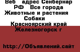 Веб – адрес Сенбернар.РФ - Все города Животные и растения » Собаки   . Красноярский край,Железногорск г.